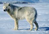 Šedý vlk na Aljašce